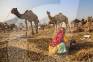 India, Rajasthan., Pushkar, Pushkar Camel Fair, Woman collecting camel droppings to use as fuel