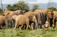 Herd of elephants, Samburu National Reserve, Kenya.