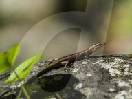 Adult azure-tailed skink, Emoia impar, on Hiva Oa, Marquesas, French Polynesia.