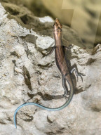 Adult azure-tailed skink, Emoia impar, on Makatea, Tuamotus, French Polynesia.
