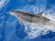 Adult bottlenose dolphin, Tursiops truncatus, with remora attached in Roroia, Tuamotus, French Polynesia.