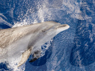 Adult bottlenose dolphin, Tursiops truncatus, leaping in Roroia, Tuamotus, French Polynesia.