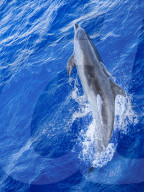 Adult bottlenose dolphin, Tursiops truncatus, with remoras attached in Roroia, Tuamotus, French Polynesia.
