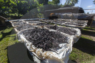 Vanilla beans from the Vallee de la Vanille plantation drying in the sun on Taha'a, Society Islands, French Polynesia.