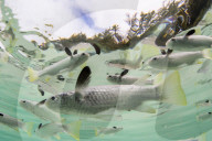 Schooling mullets off a tiny motu in the inner lagoon of Bora Bora, Society Islands, French Polynesia.