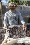 Vanilla beans from the Vallee de la Vanille plantation being sorted on Taha'a, Society Islands, French Polynesia.