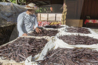 Vanilla beans from the Vallee de la Vanille plantation being sorted on Taha'a, Society Islands, French Polynesia.