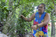 Vanilla bean plants from the Vallee de la Vanille plantation on Taha'a, Society Islands, French Polynesia.
