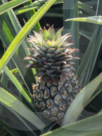 Pineapple plantation in Opunohu Valley, Moorea, Society Islands, French Polynesia.