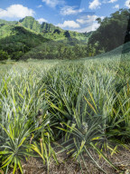 Pineapple plantation in Opunohu Valley, Moorea, Society Islands, French Polynesia.
