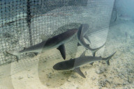 Grey reef sharks, Carcharhinus amblyrhynchos, caught in fish trap, Takume Atoll, Tuamotus, French Polynesia.
