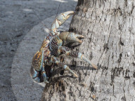 Adult coconut crab, Birgus latro, in the town of Tapana, Niau Atoll, Tuamotus, French Polynesia.