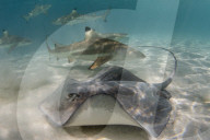 Blacktip reef sharks, Carcharhinus melanopterus, cruising the shallow waters of Moorea, French Polynesia.