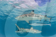 Blacktip reef sharks, Carcharhinus melanopterus, cruising the shallow waters of Moorea, French Polynesia.