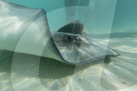 Giant stingray, Dasyatis spp, cruising with tourists in the shallow waters of Stingray City, French Polynesia.