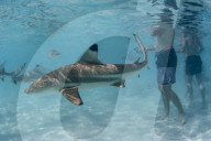 Blacktip reef sharks, Carcharhinus melanopterus, cruising near tourists at Stingray City, Moorea, French Polynesia.