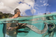 Giant stingray, Dasyatis spp, being fed by local guide in the shallow waters of Stingray City, French Polynesia.