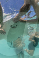 Giant stingray, Dasyatis spp, being fed by local guide in the shallow waters of Stingray City, French Polynesia.