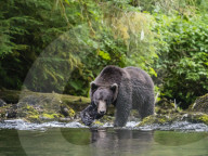 Adult brown bear, Ursus arctos, looking for salmon at Lake Eva, Baranof Island, Southeast Alaska, USA.