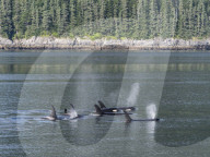 Resident killer whale pod, Orcinus orca, surfacing in Chatham Strait, Southeast Alaska, USA.