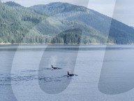 Resident killer whale pod, Orcinus orca, surfacing in Chatham Strait, Southeast Alaska, USA.