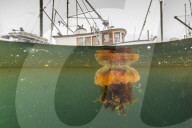 Lion's mane jellyfish, Cyanea capillata, is the largest known species of jellyfish. Petersburg, Southeast Alaska, USA.