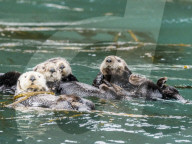 A raft of sea otters, Enhydra lutris, grooming their fur in kelp in the Inian Islands, Southeast Alaska, USA.