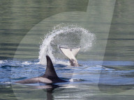 Resident killer whale, Orcinus orca, tail throw in Chatham Strait, Southeast Alaska, USA.