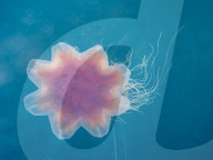 Lion's mane jellyfish, Cyanea capillata, is the largest known species of jellyfish. Petersburg, Southeast Alaska, USA.