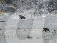Adult brown bears, Ursus arctos, foraging at low tide in Glacier Bay National Park, Southeast Alaska, USA.
