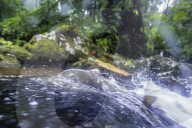 View of a male pink salmon, Oncorhynchus gorbuscha, in the Indian River spawning near Sitka, Alaska, USA.
