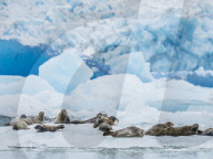 Adult harbor seals, Phoca vitulina, hauled out on ice at South Sawyer Glacier, Tracy Arm, Alaska, USA.