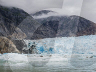 Adult harbor seals, Phoca vitulina, hauled out on ice at South Sawyer Glacier, Tracy Arm, Alaska, USA.