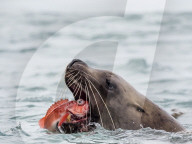 An adult bull Steller sea lion, Eumetopias jubatus, eating a rockfish in the Inian Islands, Southeast Alaska, USA.