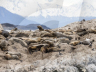 South American sea lions, Otaria flavescens, on a small islet in the Beagle Channel, Ushuaia, Argentina.