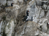 Nesting rock shags, Phalacrocorax magellanicus, on small islet in the Beagle Channel, Ushuaia, Argentina.