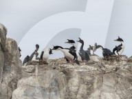 Nesting Imperial shag, Phalacrocorax atriceps, on small islet in the Beagle Channel, Ushuaia, Argentina.