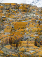 Elegant lichens covering the surface of a small islet in the Beagle Channel, Ushuaia, Argentina.