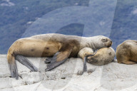 South American sea lions, Otaria flavescens, hauled out on a small islet in the Beagle Channel, Ushuaia, Argentina.
