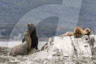 South American sea lion bull, Otaria flavescens, attempting to mate on a small islet in the Beagle Channel, Argentina.