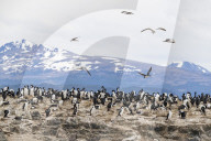 Imperial shag, Phalacrocorax atriceps, breeding site at small islet in the Beagle Channel, Ushuaia, Argentina.