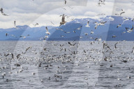 Adult Chilean skua, Stercorarius chilensis, harassing kelp gulls to force regurgitation, Beagle Channel, Argentina.