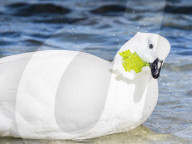 Adult male kelp goose, Chloephaga hybrida, feeding on kelp at low tide at West Point Island, Falkland Islands.