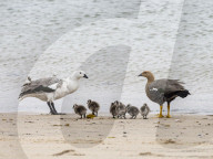 A pair of upland geese, Chloephaga picta, with goslings on New Island, Falkland Islands.