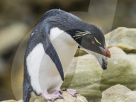An adult Southern rockhopper penguin, Eudyptes chrysocome, at rookery on New Island, Falkland Islands.