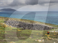 Southern rockhopper penguins, Eudyptes chrysocome, with photographer on Saunders Island, Falkland Islands.