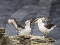 Black-browed albatross, Thalassarche melanophris, courtship display on New Island, Falkland Islands.