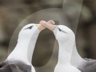 Black-browed albatross, Thalassarche melanophris, courtship display on New Island, Falkland Islands.