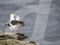 Black-browed albatross, Thalassarche melanophris, courtship display on New Island, Falkland Islands.