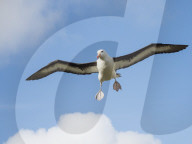 Black-browed albatross, Thalassarche melanophris, in flight at breeding colony on West Point Island, Falkland Islands.